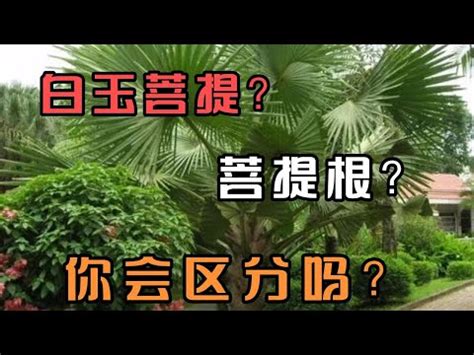 綠菩提根功效